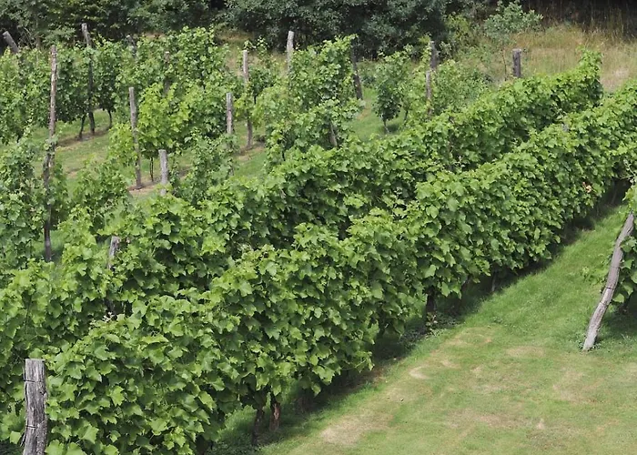 Solaris-winnica Hanna *