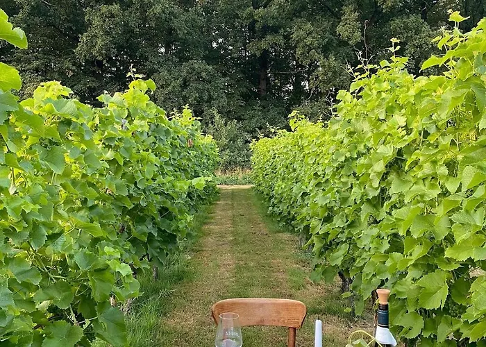 Апартаменты Solaris-winnica Hanna Radomierzyce